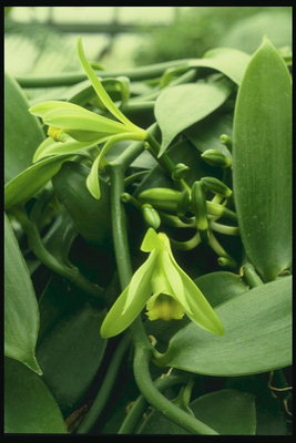 Inschrijving groene kleur orchidee.