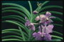 Orkide bir hurma dalı ile tespit