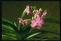 Yuvarlak yaprakları ile Orkide çiçek.