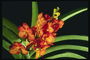 Rezano cvetje orhidej plamensko-oranžne barve.
