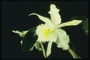 White orkide