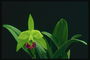 Orkide tender dritën jeshile me një zemër të kuqe.