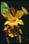 Turuncu-siyah bir arka plan üzerinde sarı orkide ve çelik parlaklık bir parça.