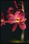 Pink orchid ryškia gyslotas pažymėtos raudonai į lašas rasos.