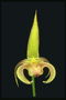 Orchid v črtasto limona