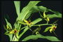 Çeşitli uzun lifli yaprakları ile yeşil tonları orkide.