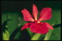 Rojo orquídea. Nervioso, recio, seco, con los pétalos.
