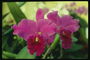 Orchid rožinės spalvos su raudona Petals.