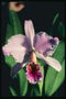 Różowa orchidea, przypominające tęczówki.