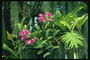 Pálmaház a trópusi-style: Bush orchideák, pálmák, páfrány.