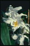 White orkide.