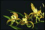 Orchid zelta, ar ilgu svītrainām ziedlapiņām.