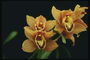 Turuncu-kırmızı çizgili pembe orkideler ve parlak sarı kalbi.