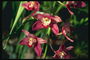 Orchid tmavě rudý.