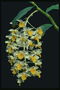 Inflorescence hvite orkideer med gul midten.