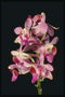 Orchidėjų rožinių atspalvių.