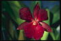 Orquídea roja en gotas de rocío.