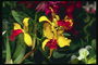 花壇蘭：黄色に赤いハート、白、バーガンディ。