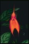 Naranja-rojo orquídea.