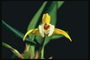 Orchid z dolgo tanko Latice.