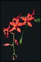 La rama de orquídeas rojas.