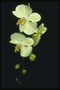 La rama de las orquídeas de color blanco con un amigo.