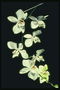 細い茎に白い蘭の花の枝