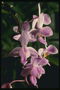 Lilac orchid płatków z sfalować
