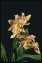 Manchada de orquídeas de color café con leche.
