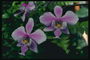 Orkidyas sa mga dahon ng bracken