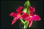 Orquídea escarlata.