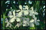 Den gren av vita orkidéer på långa ben.