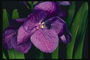 光紫色の蘭の花。