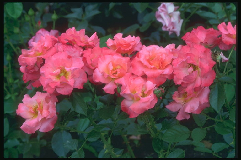 Pink rose bush.