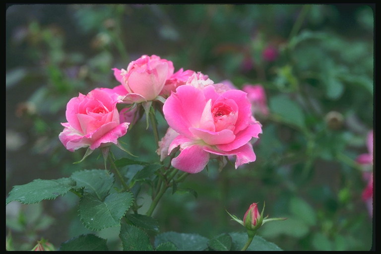 Роза ярко-розового цвета, с рваными краями лепестков.