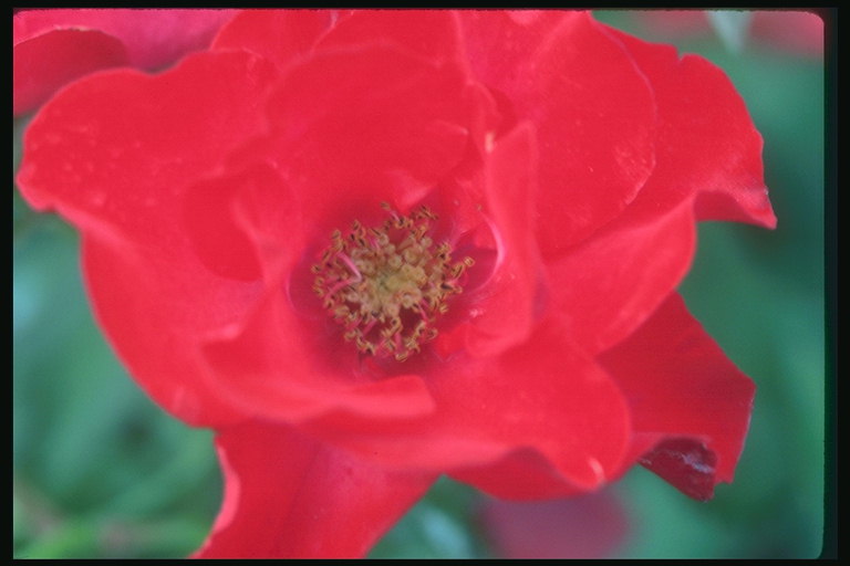 Mawar merah cerah, dengan hati yang kosong.