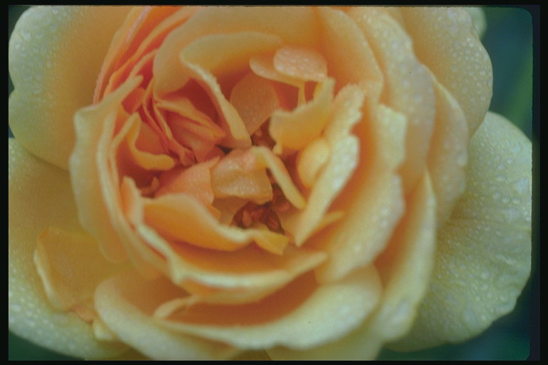 Crema di colore giallo con piccoli petali di rosa.