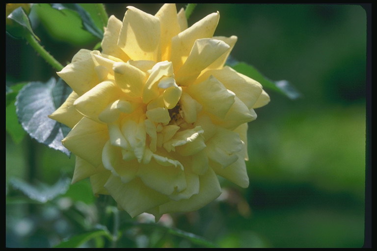 Trandafir galben deschis, cu petalele ascutite.