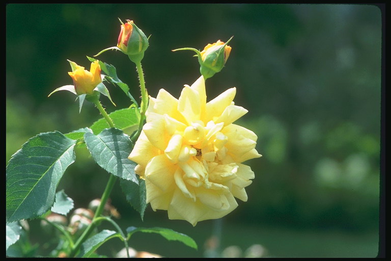 La rama de rosas de color amarillo pálido en la yema.
