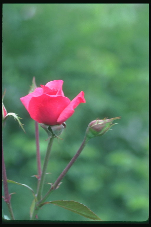 明亮的粉红色玫瑰花花蕾。