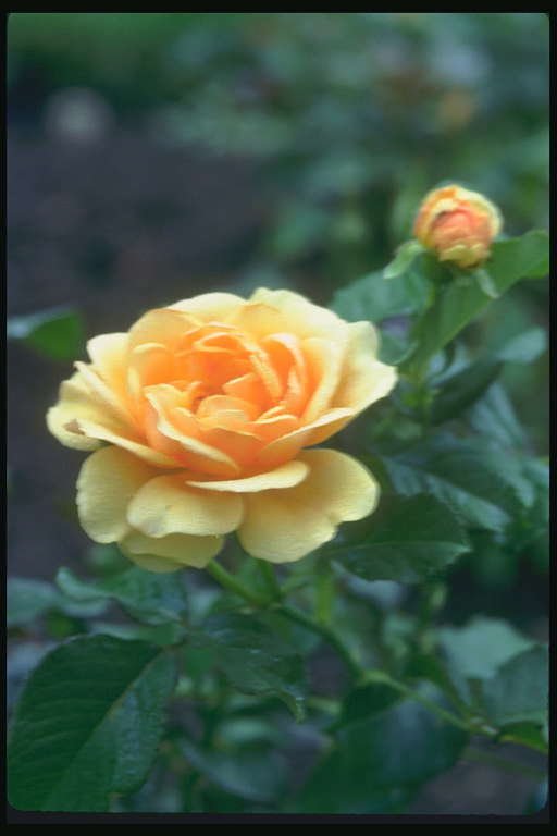 Rosa groga amb taronja càlid cor.