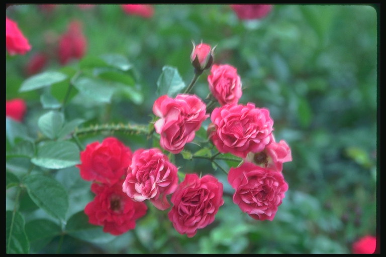 La rama de pequeñas rosas de color rosa pálido, con undulate borde de los pétalos.