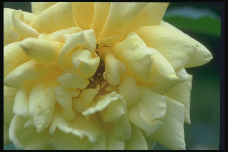 Pale-yellow rose
