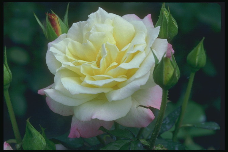 Rózsa Fehér, sárga és rózsaszín szív szélû szirmok. Rügyeket.