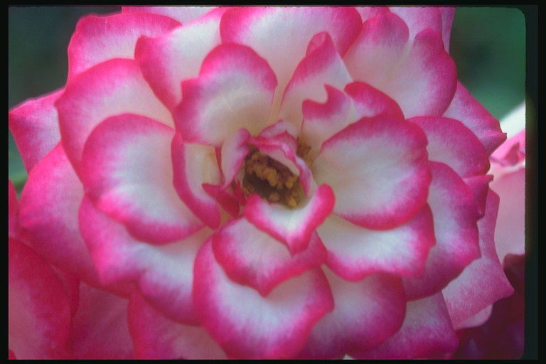 Роза белого цвета, с розовым обрамлением краев лепестков.