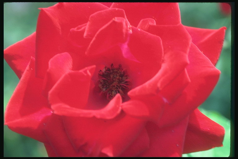 Crvena ruža baršun s laticama.