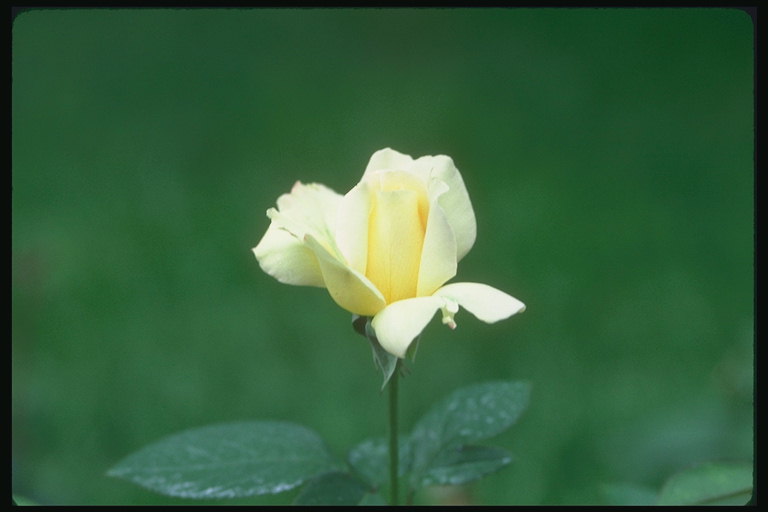 細い柄の先に淡黄色のバラ。