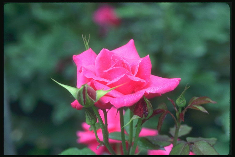 Rose i nyanser av rosa bud