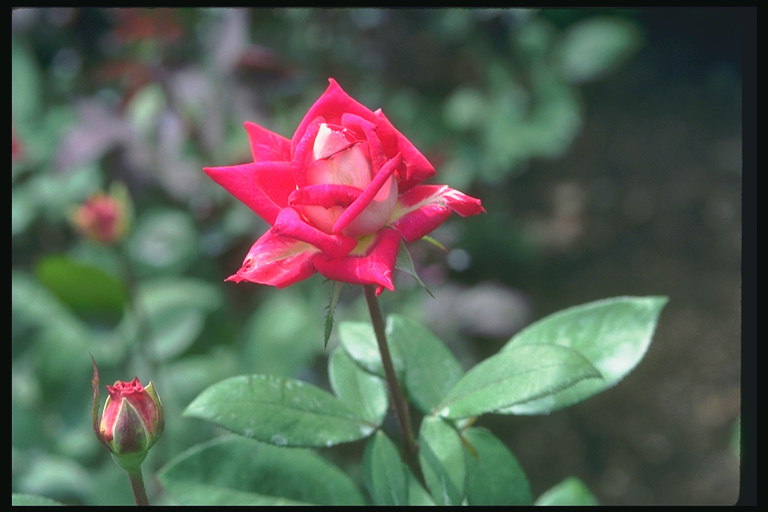 กุหลาบแดงดอกไม้โดยมีริมคม petals.