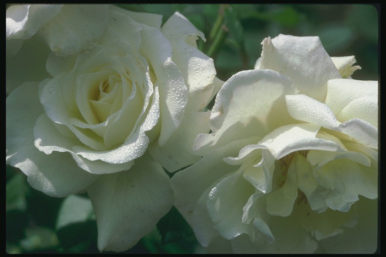 Rosa Bianca rotonda con petali undulate in gocce di rugiada.